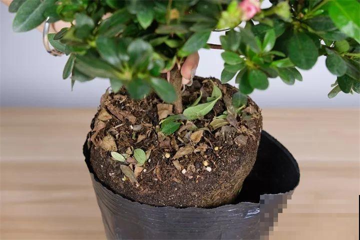 越老越值钱的花，修修剪剪，养两年身价翻倍涨！