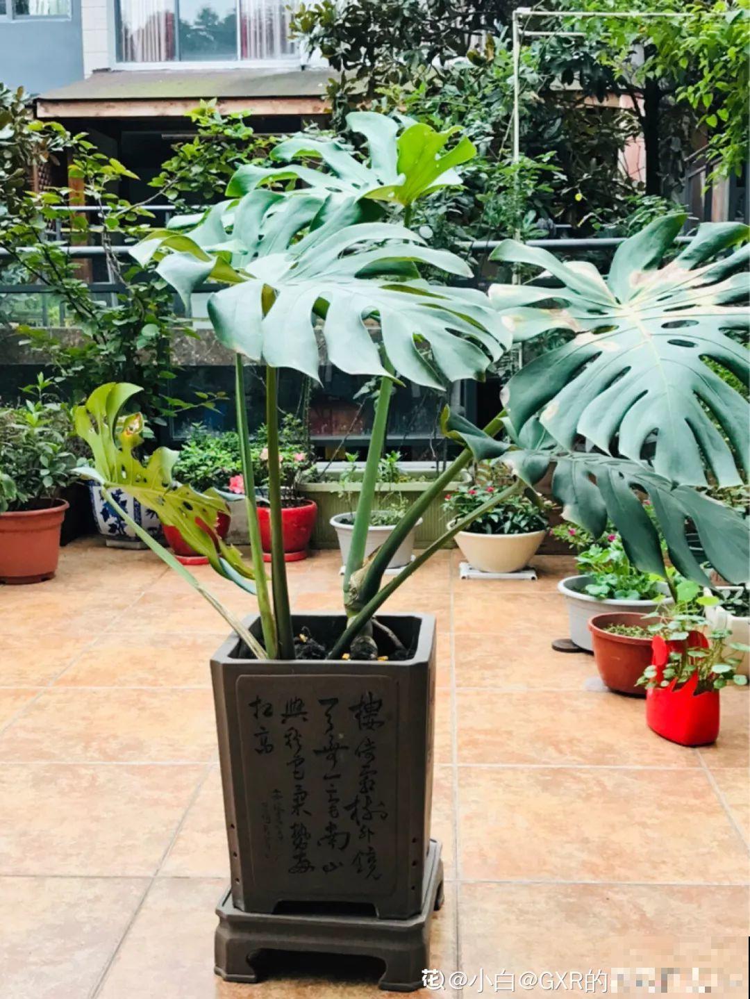 4种花爱长胡子，越多长越好，看到了可别瞎剪！
