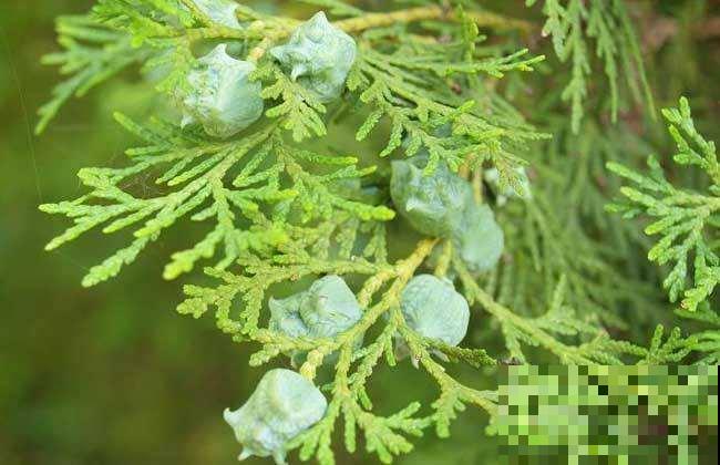 见过柏树结果子吗？形状奇特味道清香，好多人去山上抢着摘！
