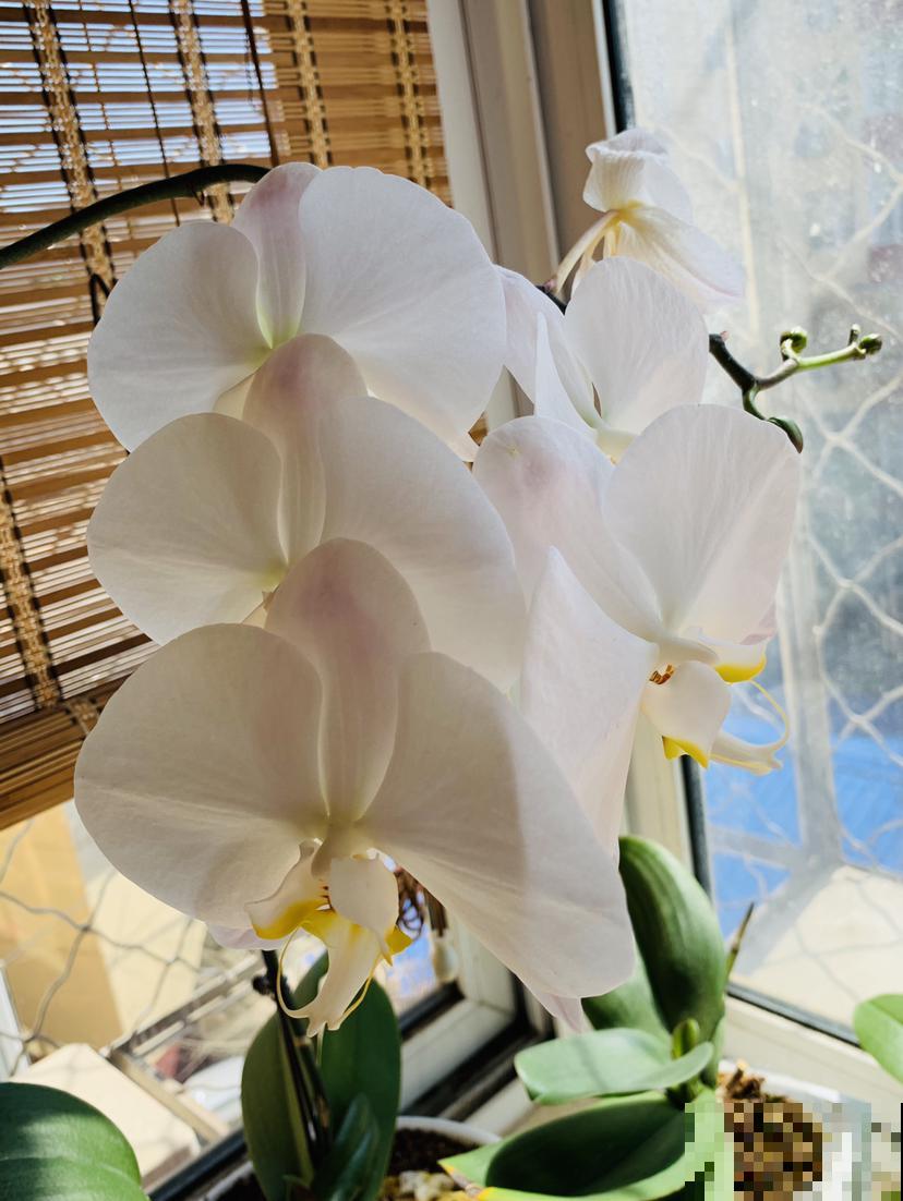 这花是冬天的人气花，花色艳丽，这样养护开花持久