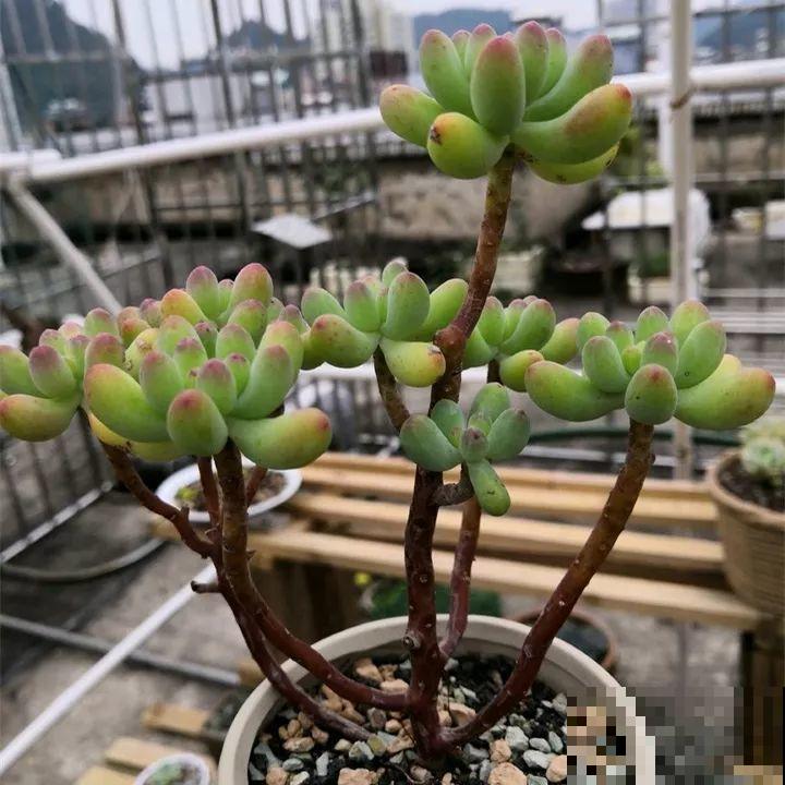 秋冬养了这种花，只要给它晒太阳，不用施肥都长胖！