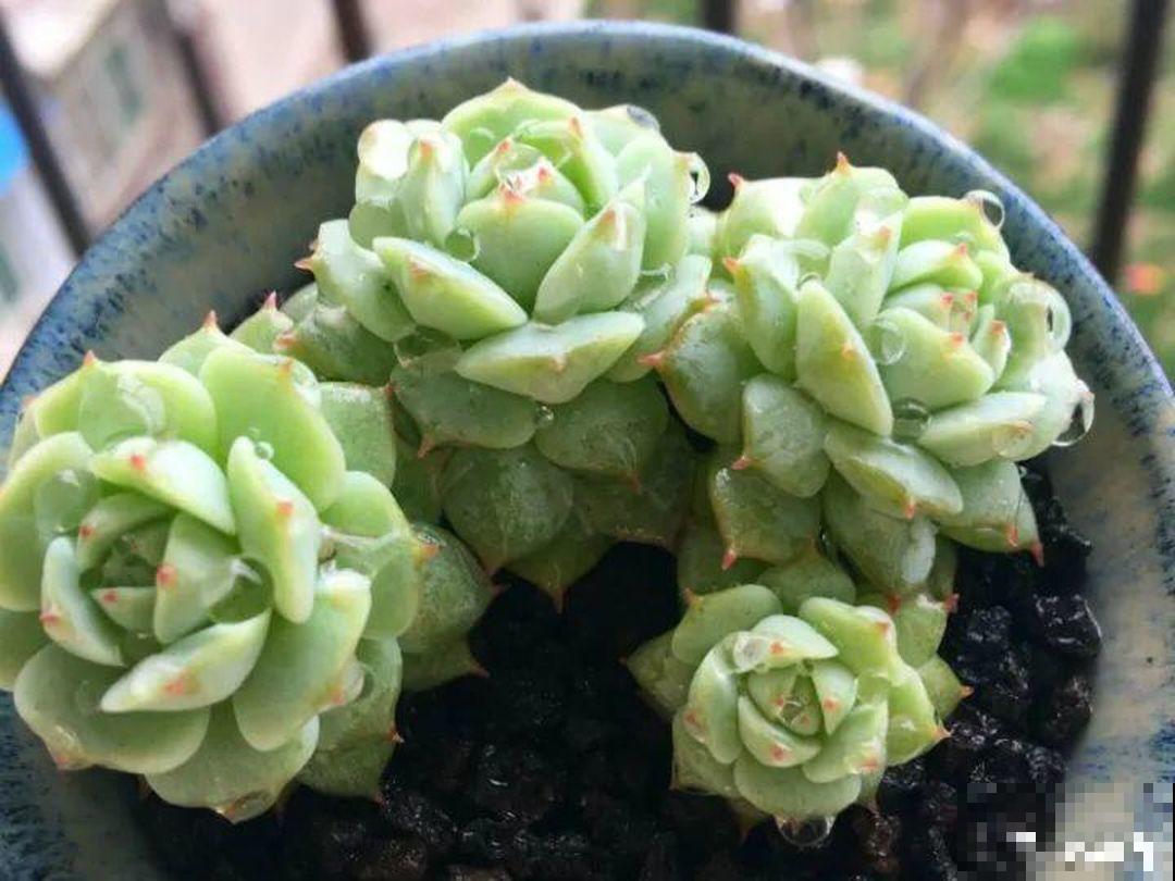 养多肉不能乱浇水，这5点不注意，不到冬天就只剩空盆！