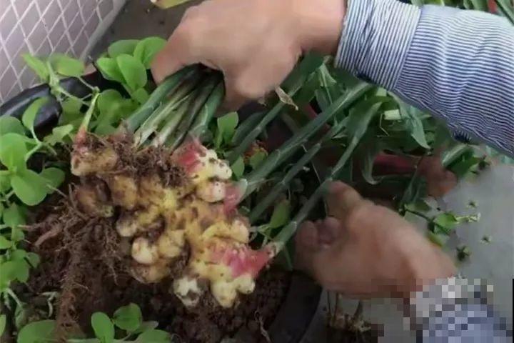 发芽的土豆先别扔，切块埋土里，仨月收获一箩筐！