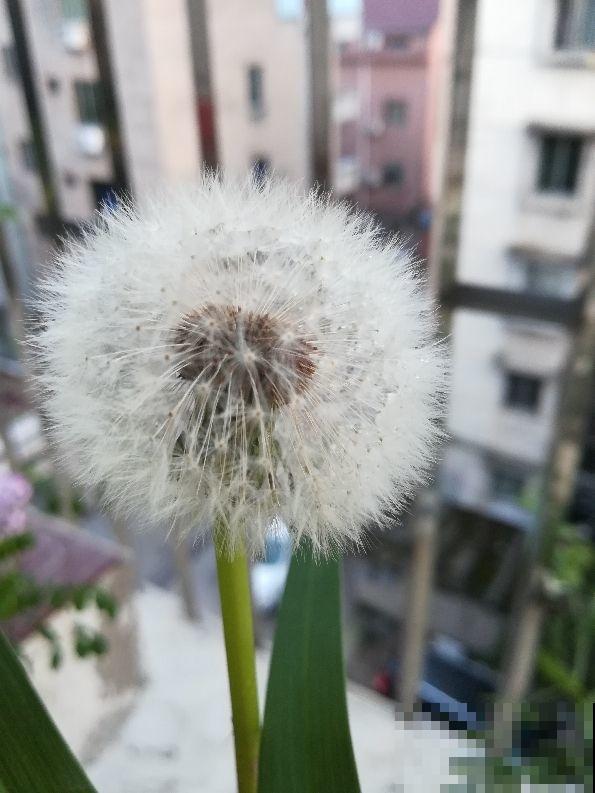 这野菜在农村随处可见，不仅可以观赏，还能泡水喝