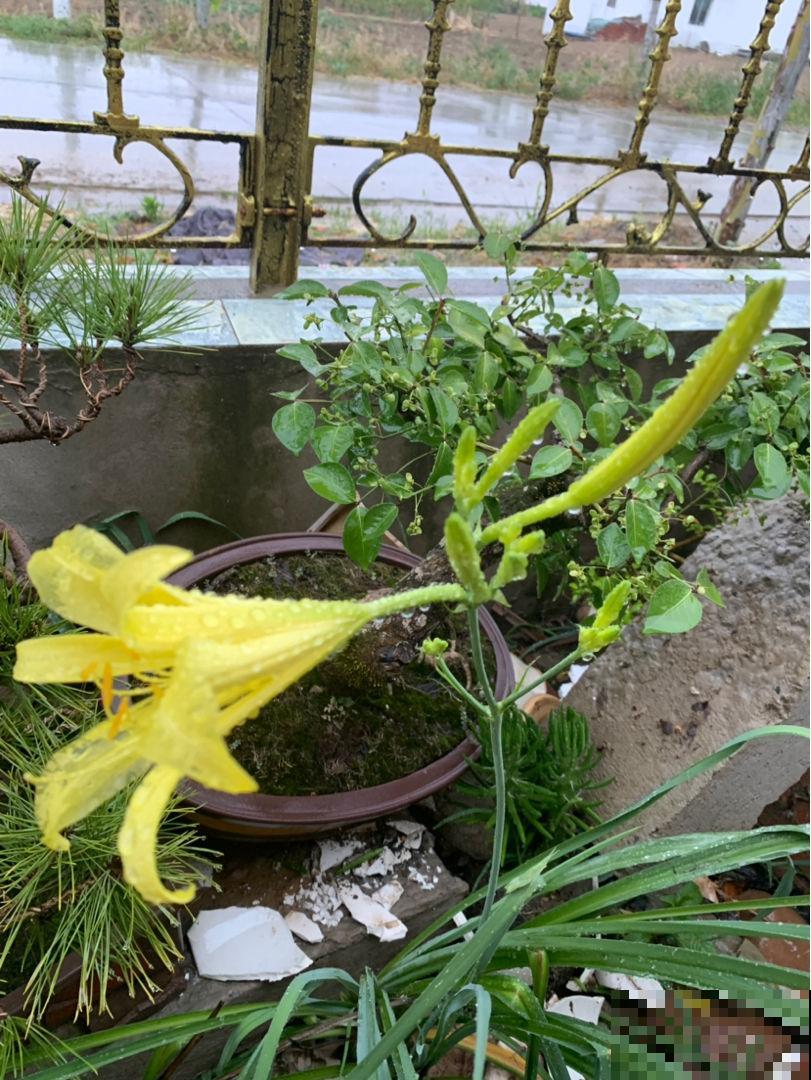 喜欢吃黄花菜吗，这时候种正合适，比市场买的好吃多了！