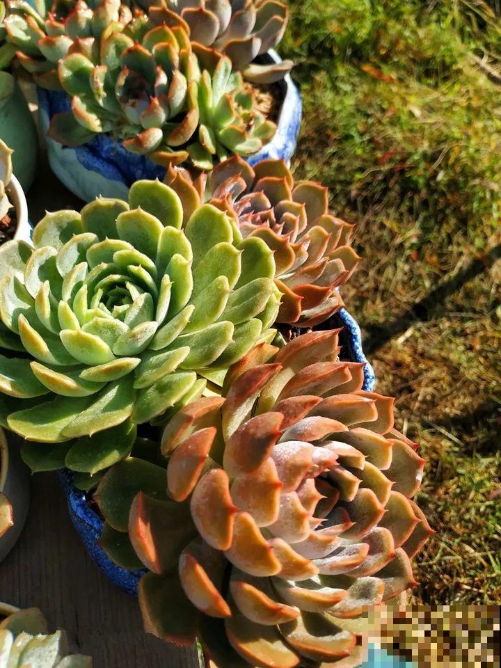 又要开始降温，他给多肉搭了个棚，这下冬天不愁了！
