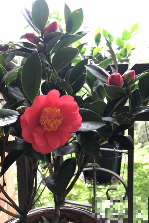 茶花叶子掉不停？4个原因，看看你中了哪一条！