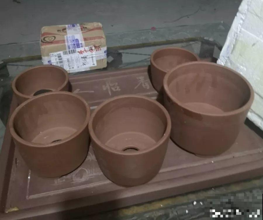 适合冬天养的10种兰花，能一直开到过年，颜值超高有气质！