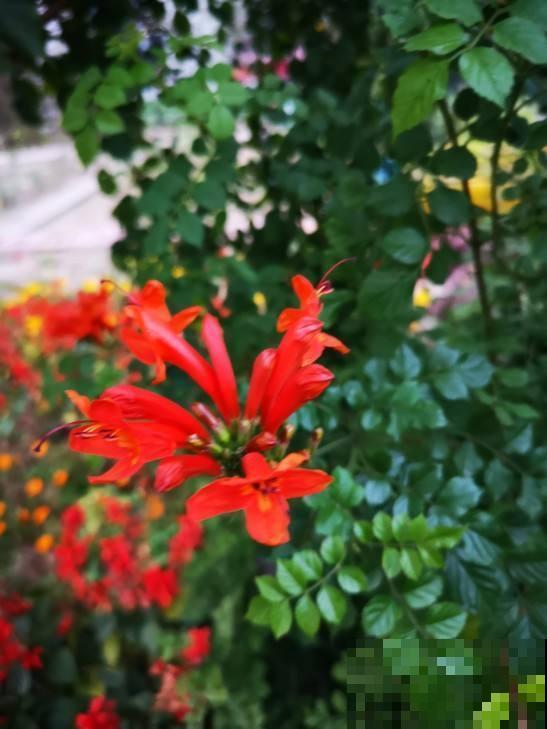 这几种花，阳光不够千万不要养，早晚会养死