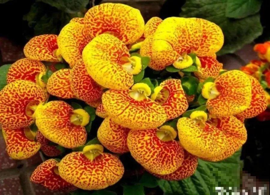 这花连开10个月，老妈非说是假花，幸好没拔！
