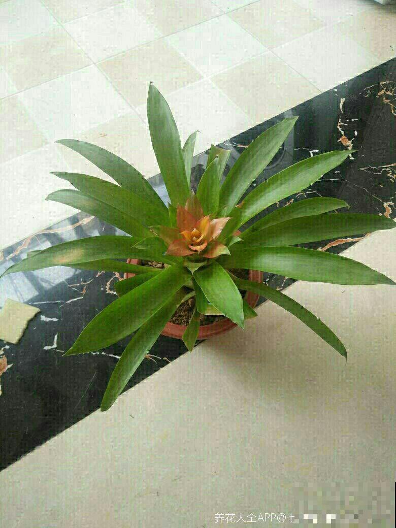 这花一开就是半年，阳光晒一晒，颜色鲜艳像打了蜡！