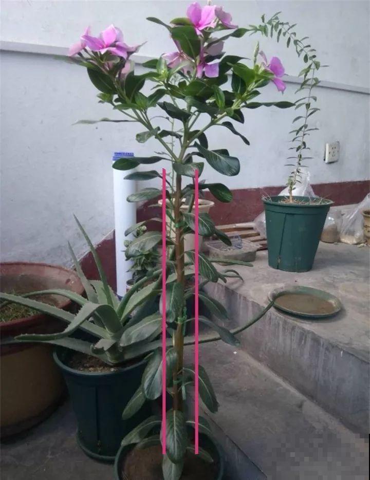太阳花在他手里，开成一个小花塔，给钱都不卖！