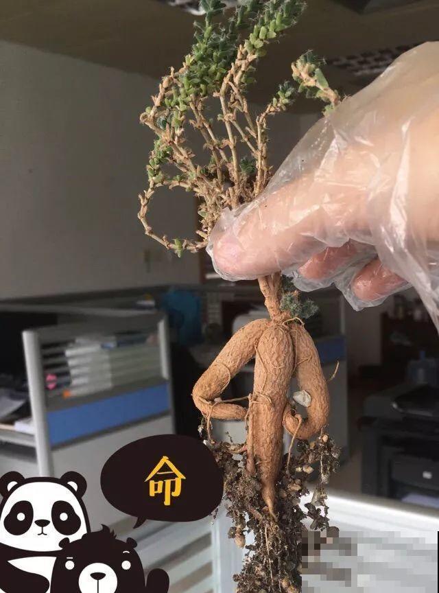 2块钱的多肉苗，随便养养，1个月长成老桩！