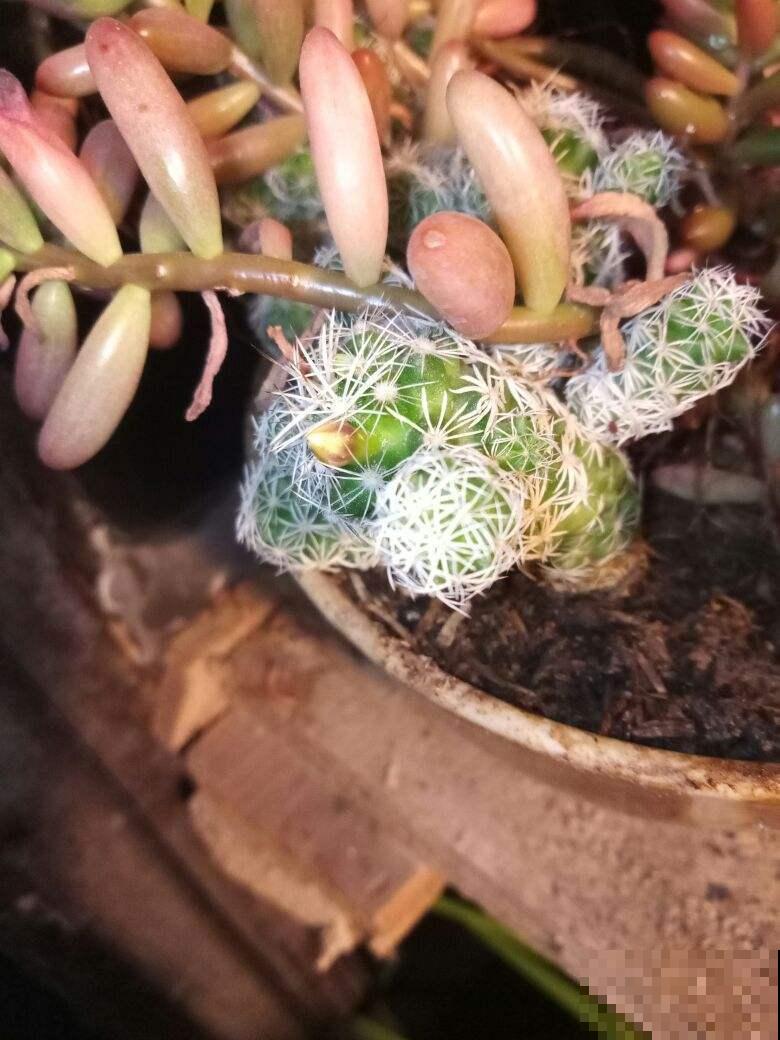 这花喜欢淋雨，越淋越好看，真奇怪