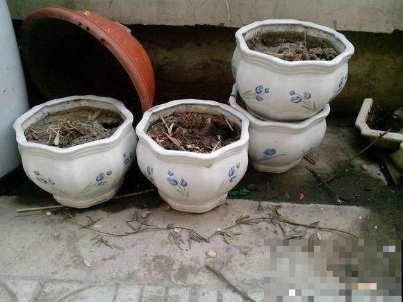 路上捡的烂花这么一弄，全变精品盆栽，看一眼就能学会！