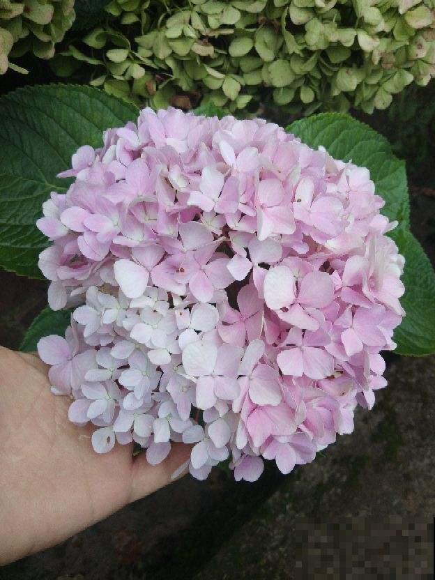这花花型好看，色彩丰富，难怪这么招人喜欢