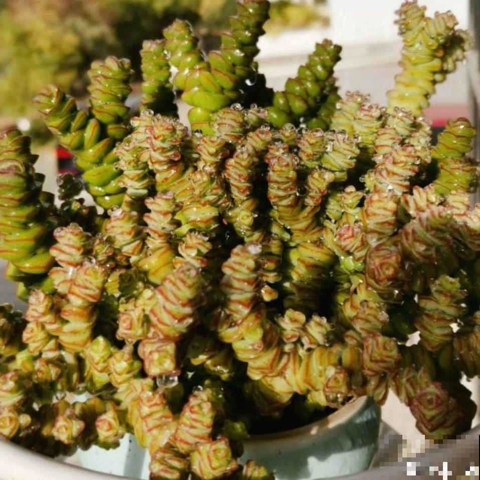 10种招财花，越养越气派，家里有一盆好运连连！