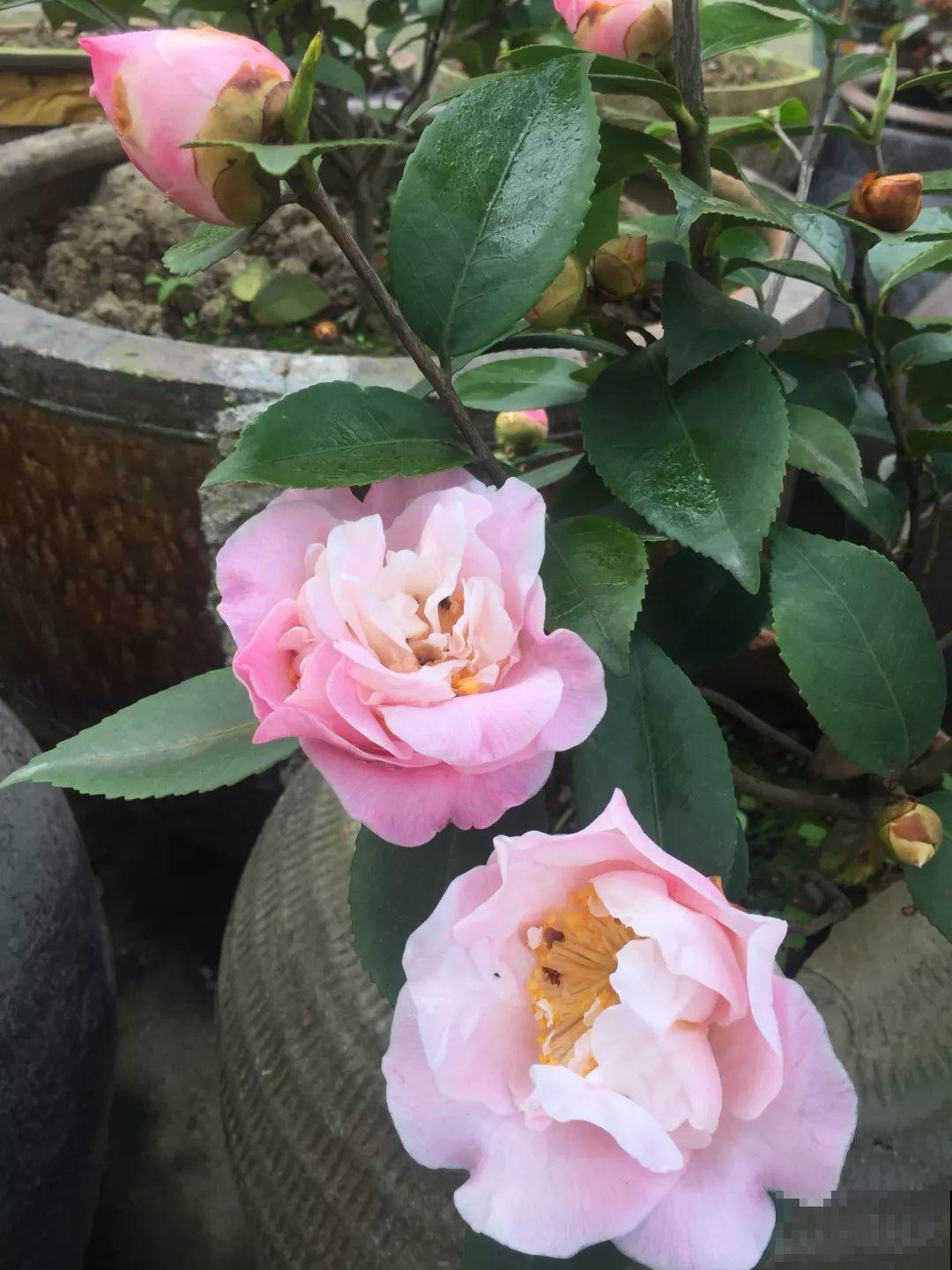 农村小院种满花，邻居却来瞎叨叨，还想让我全拔了！