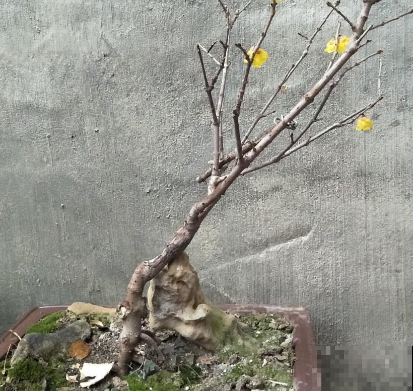 冬季想要赏花，养棵腊梅，香气十足！