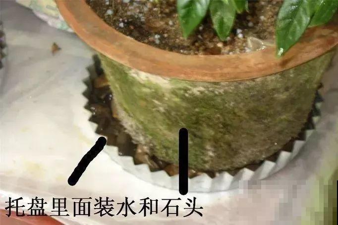 30种花冬天浇水技巧，根不烂，来年春天猛蹿新叶！