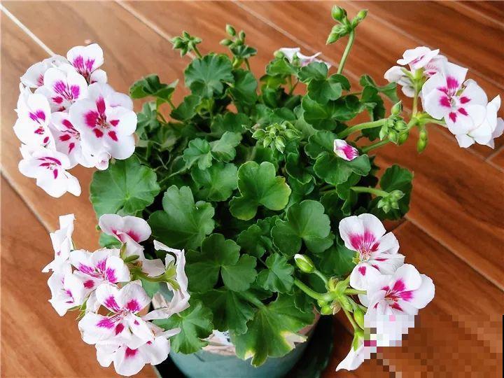 5种花开完赶紧剪一刀，10天一勺肥，还能再开2、3次！