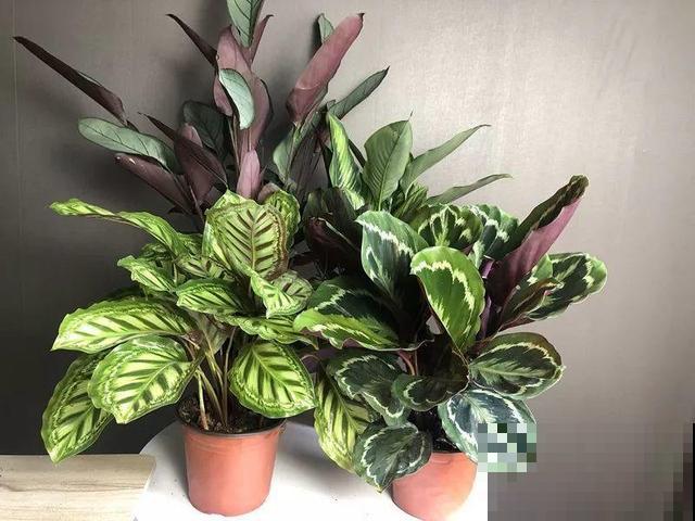 4种超耐阴的花，放客厅叶子红彤彤，有格调上档次！
