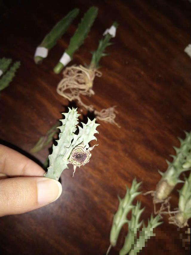 家里养了这花，满屋子都是臭味，真想连盆都给扔掉！
