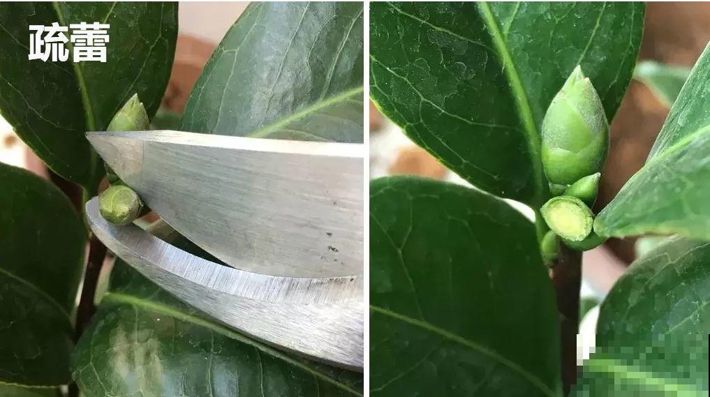 这花公认难养，冬天别急着搬屋里，小心花苞掉一地！