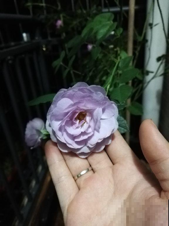 喜欢月季但是害怕扎手？这月季没有刺，开花还很多