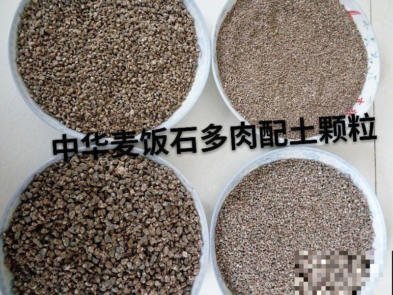 爱上多肉8年，她付出了所有，数量多到可以摆满整个天台！