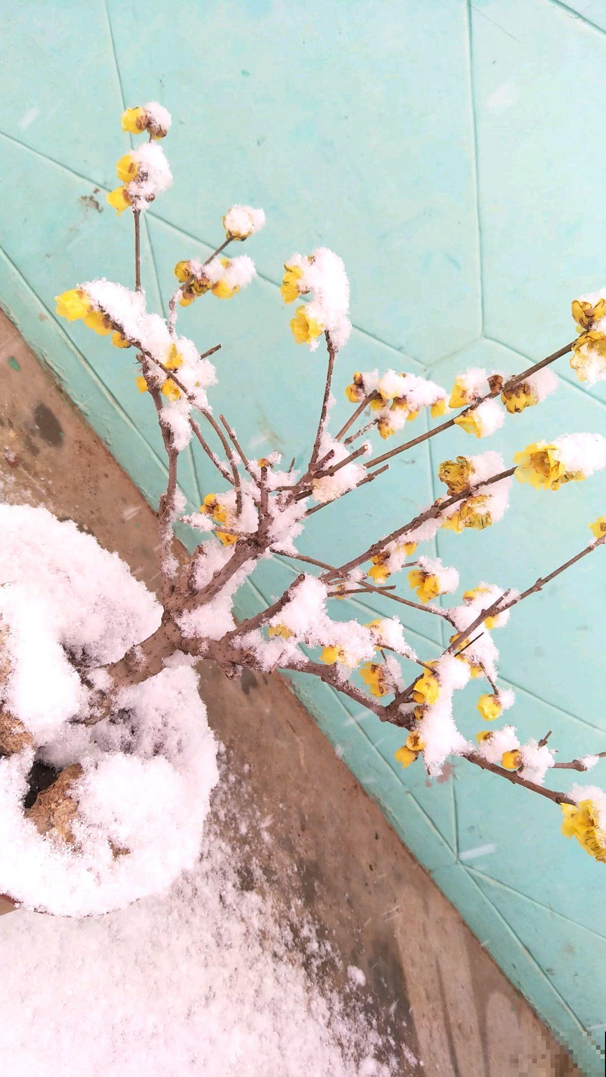 这花很好养，半月施1次肥，花期长达半年