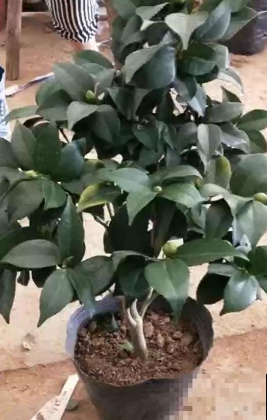 茶花叶子掉不停？4个原因，看看你中了哪一条！