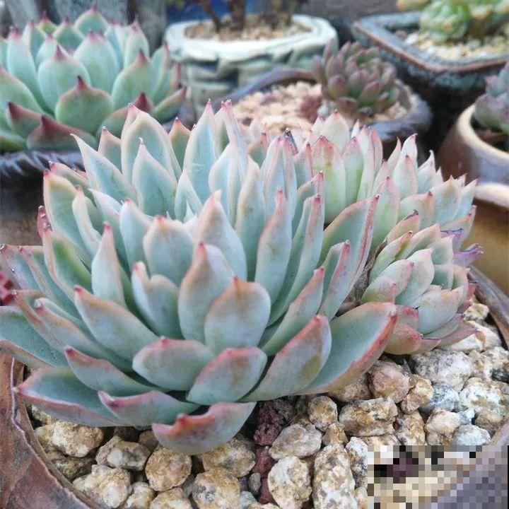 秋冬养了这种花，只要给它晒太阳，不用施肥都长胖！