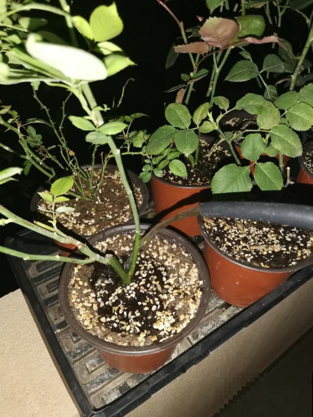 冬天养花就需要懒，手一勤快花全死了，得不偿失悔得肠子青！