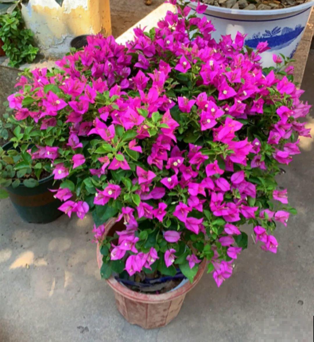 这6种花快施肥，根壮叶绿，还能提早开花！