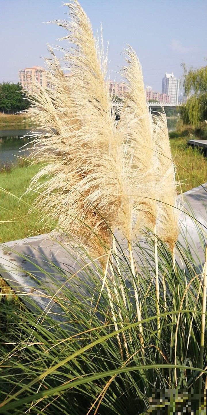 这野草满农村都是，城里却变网红植物，有钱人都在豪宅里种一片！