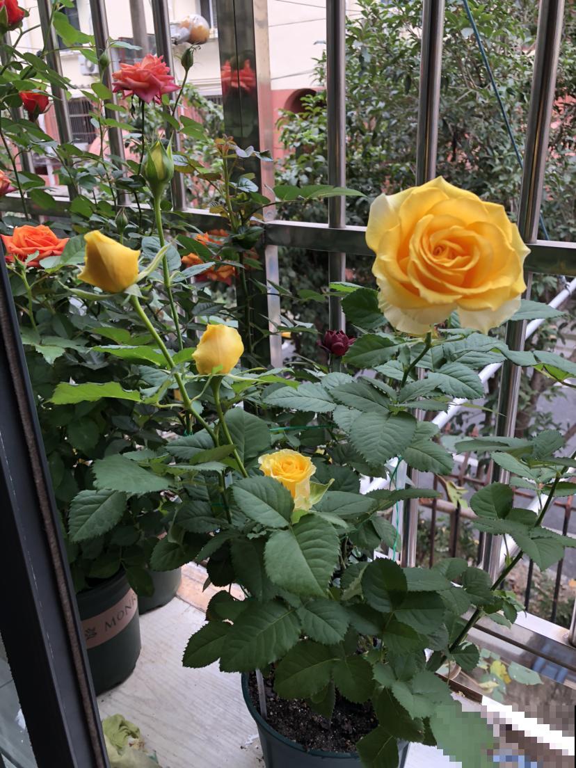 秋天你还这么浇水吗？如果再不注意，家里的花死翘翘可别哭！