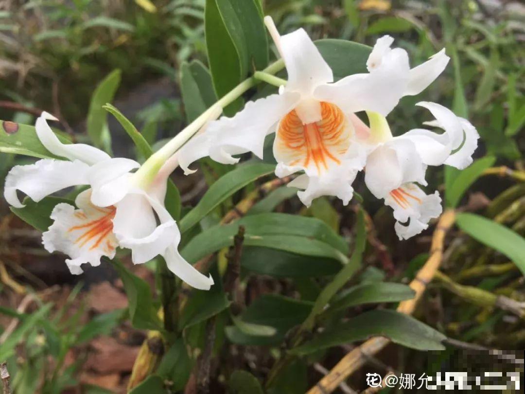 4种花不能用土养，一浇水就烂根，后悔都来不及！