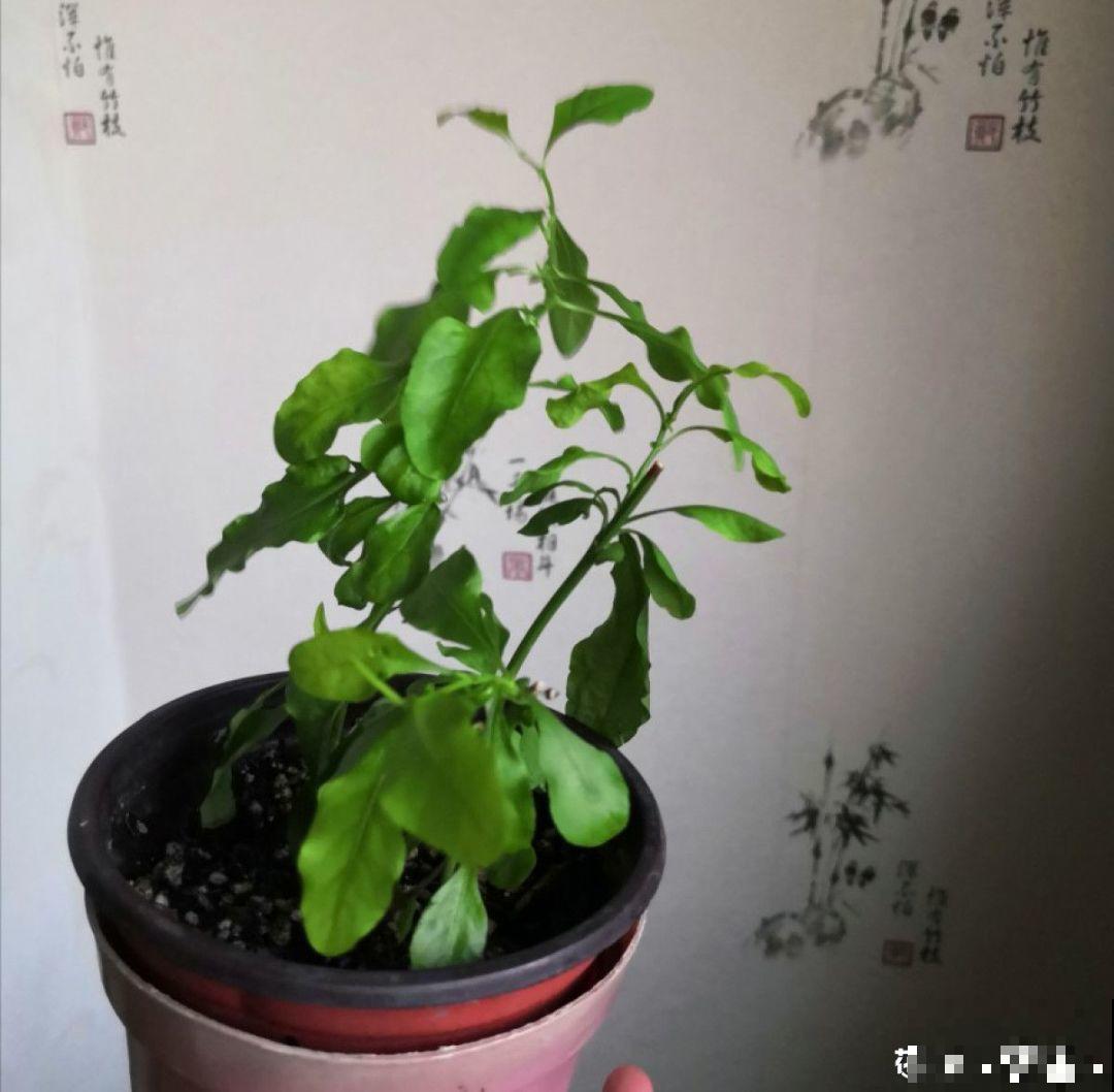 今年最火的福气花，一次能开上百朵，个个都像小灯笼！