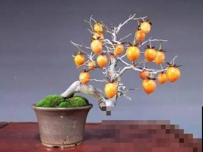 脆柿子吃完后，小黑核直接吐花盆里，几天冒出茂盛小森林！