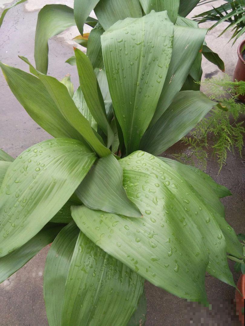 这5种花堪称加湿神器，耐阴又好养，冬天也能呼呼长个！
