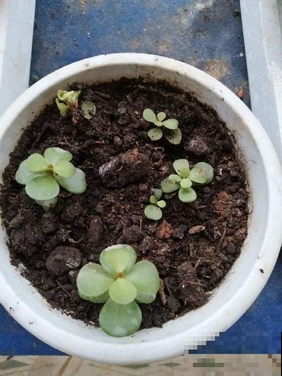 这植物真奇怪，叶子会变色，年龄越大颜色越浅！