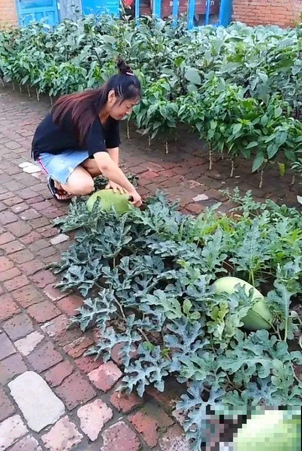 空荡荡的砖地,被她种了上百颗包菜,一年到头吃不完! 空荡荡的砖地,被她种了上百颗包菜,一年到头吃不完!