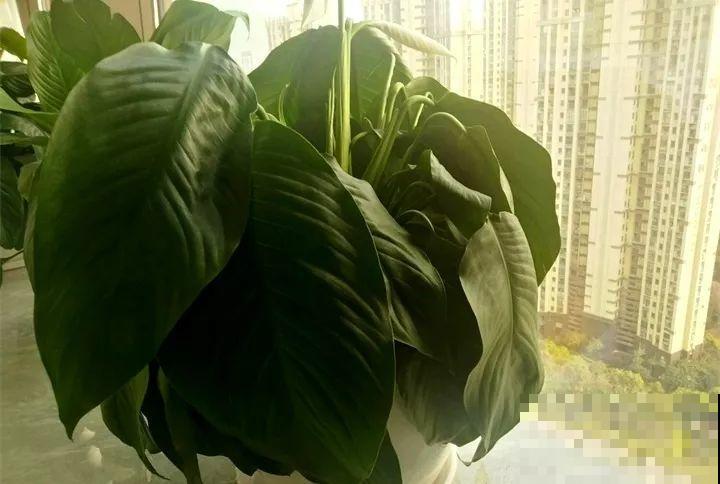 30种花冬天浇水技巧，根不烂，来年春天猛蹿新叶！