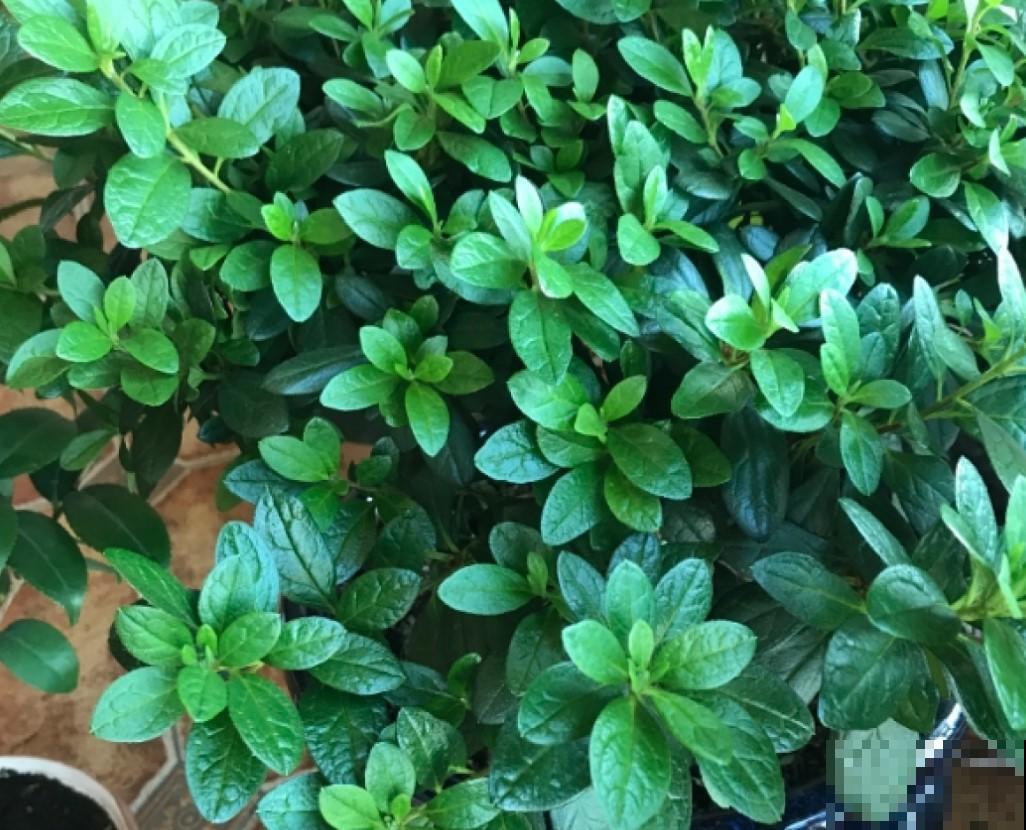 北方就得这么养，杜鹃花越养越好，爆开60朵花！