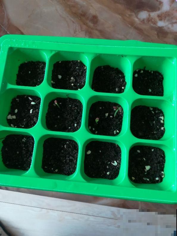 秋天就是这花的主场，播种后小苗蹭蹭冒，秋冬开出满阳台的斑斓花