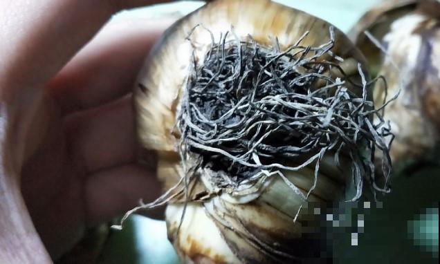 种植洋水仙前种球的处理，学一学，就能提高开花率！