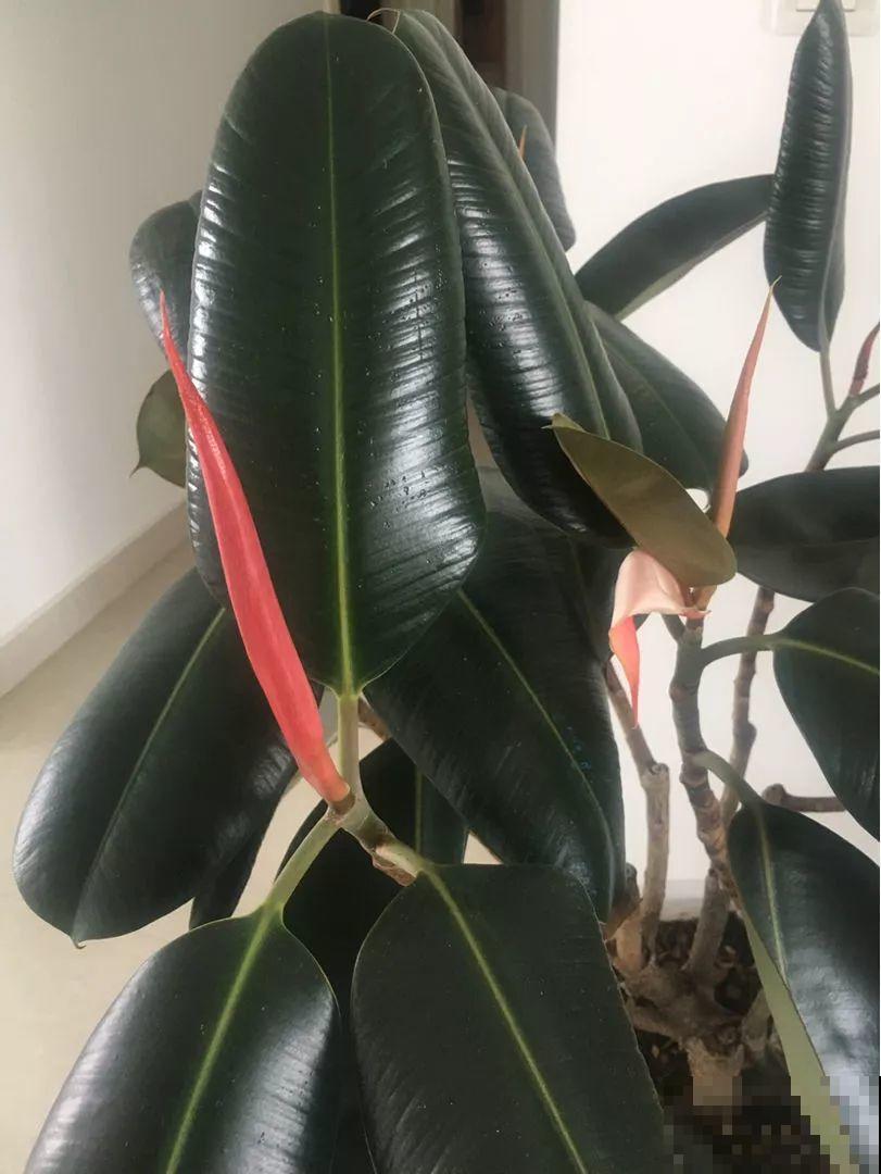 橡皮树冬季咋养？加点豆水，叶片绿油油！