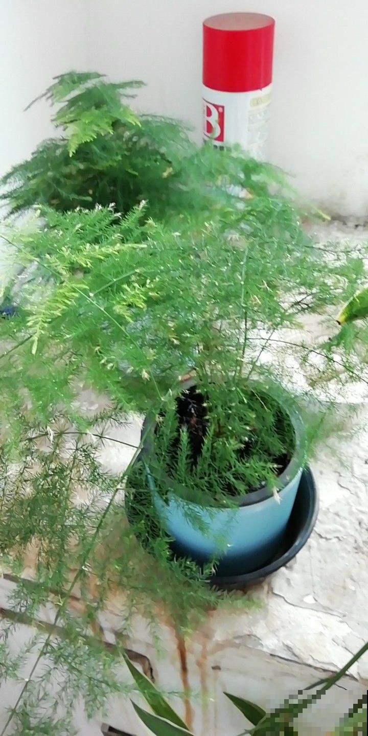 文竹徒成麻杆，是品种没选对，再也不用眼馋别人家的矮壮文竹了