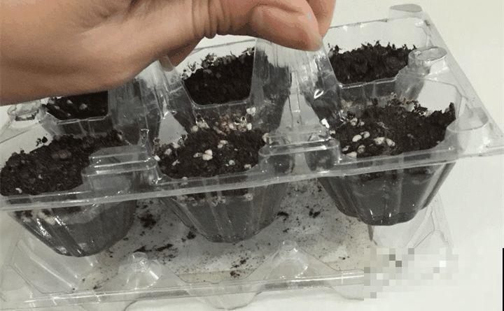 旧筷子先别扔，这样绑一绑，拿来养花有大用处！